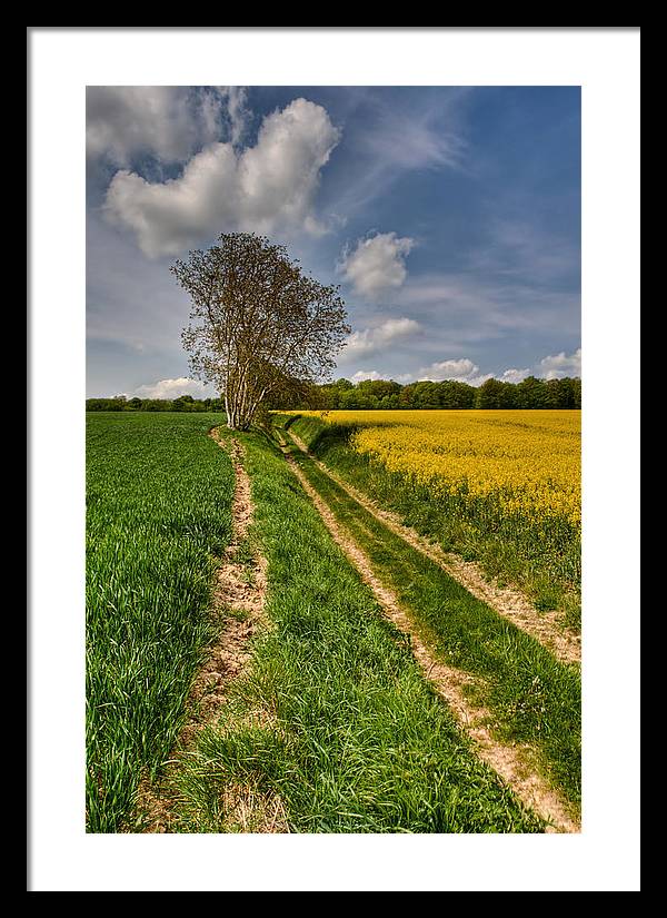 Nuage Sur l'Arbre