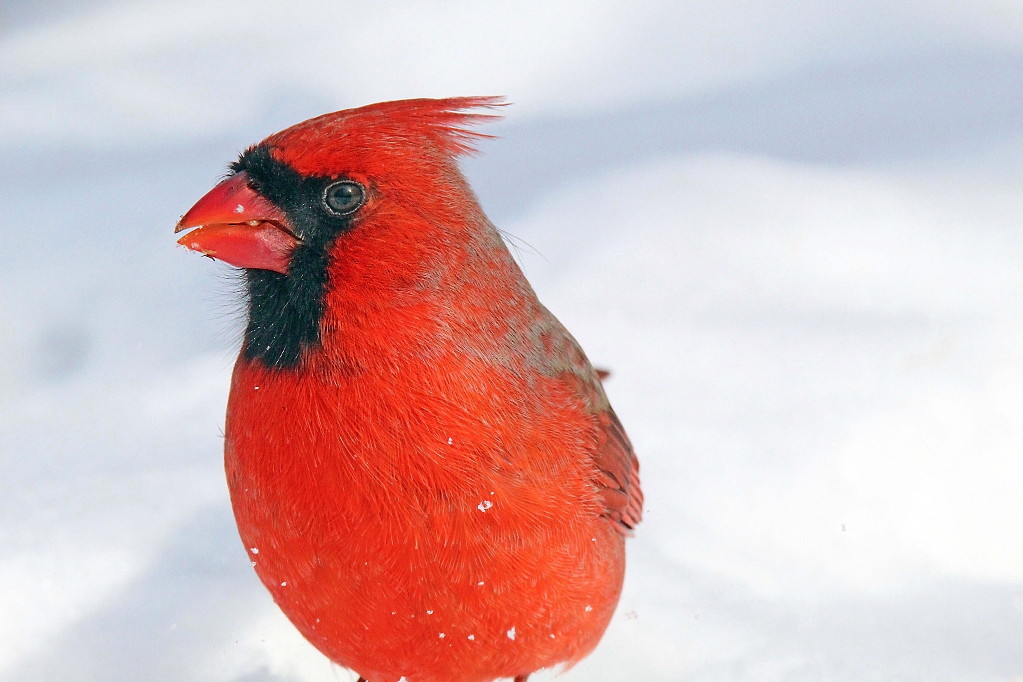 Cardinal Portrait in Snow