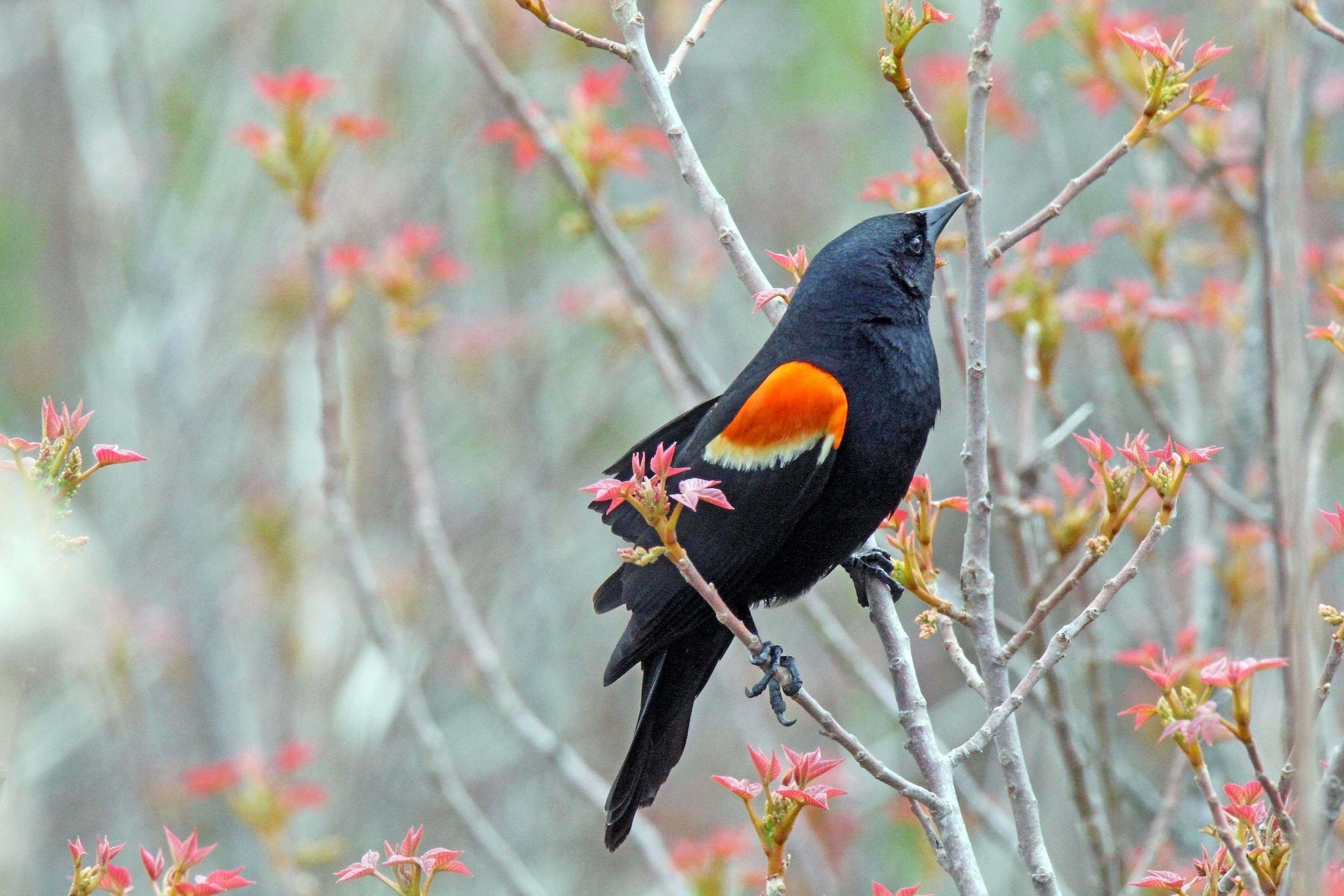 Red-winged Blackbird with Spring Buds