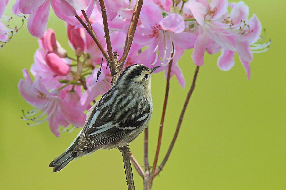 Black and White Warbler Pretty in Pink