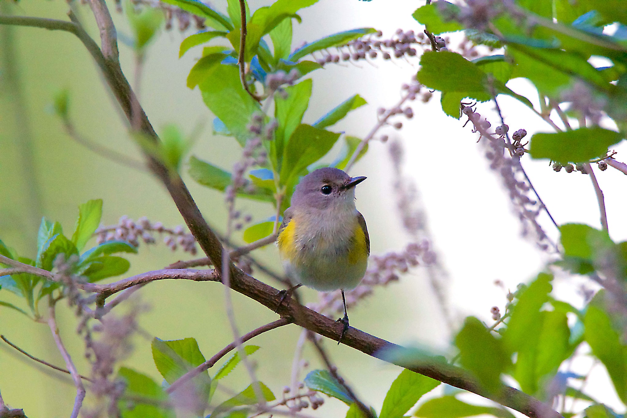 Common Redstart Female in Lavender Haze