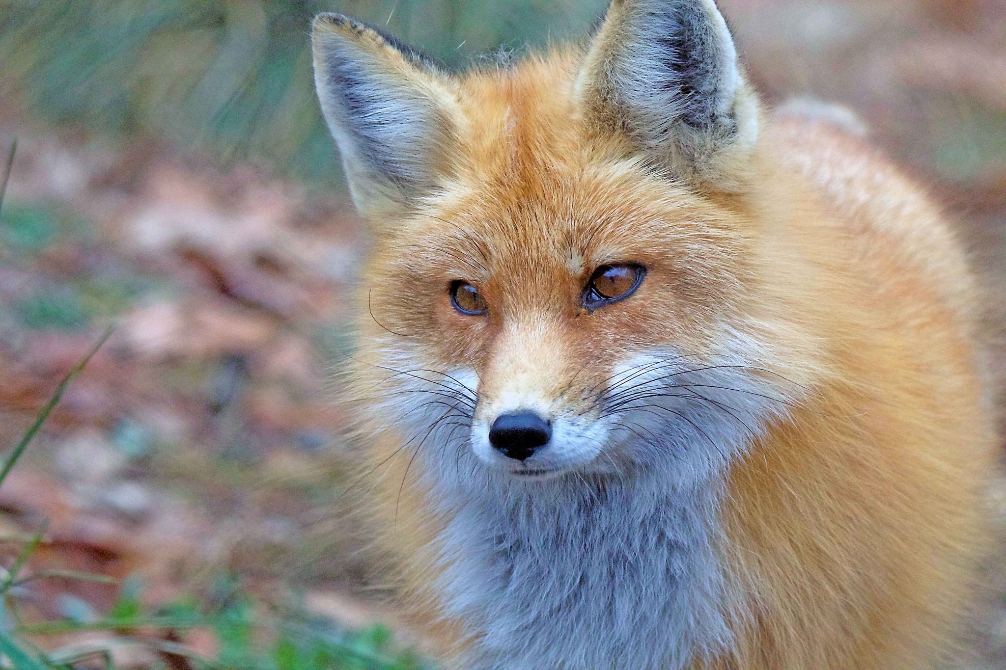 Foxy Face