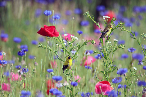 Goldfinch Pair in Wildflower Garden