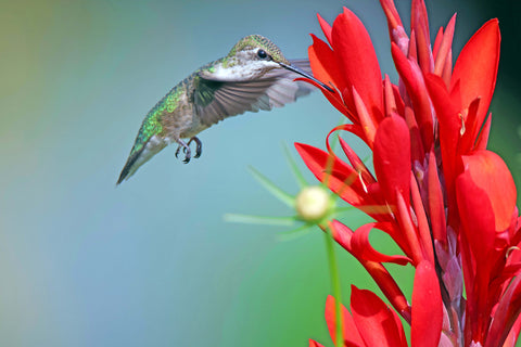 Hummingbird investigates a Canna Lily