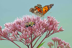 Painted Lady butterfly