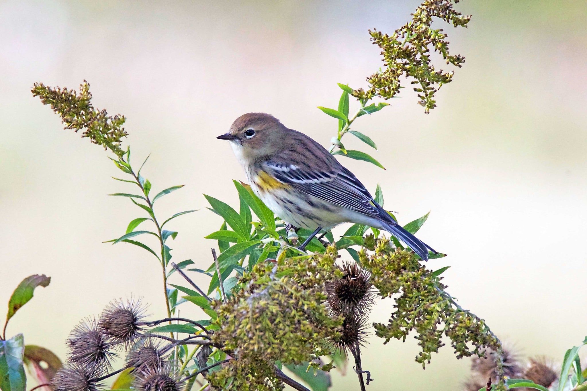 Yellow-rumped Warbler