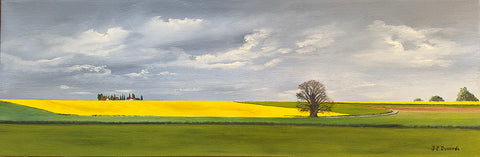 Rapeseed (Colza) Fields