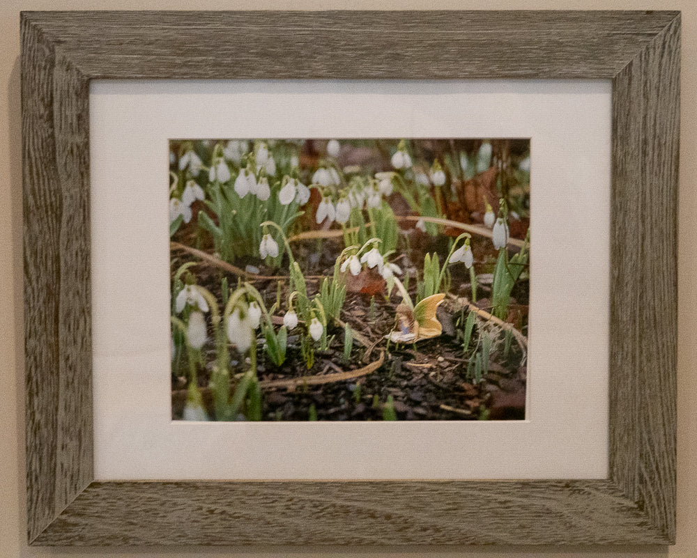 Snow Drops with Fairy