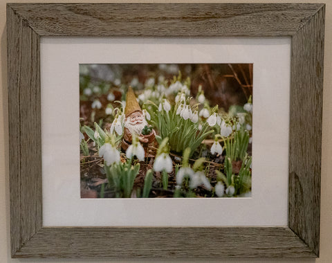 Snow Drops with Gnome