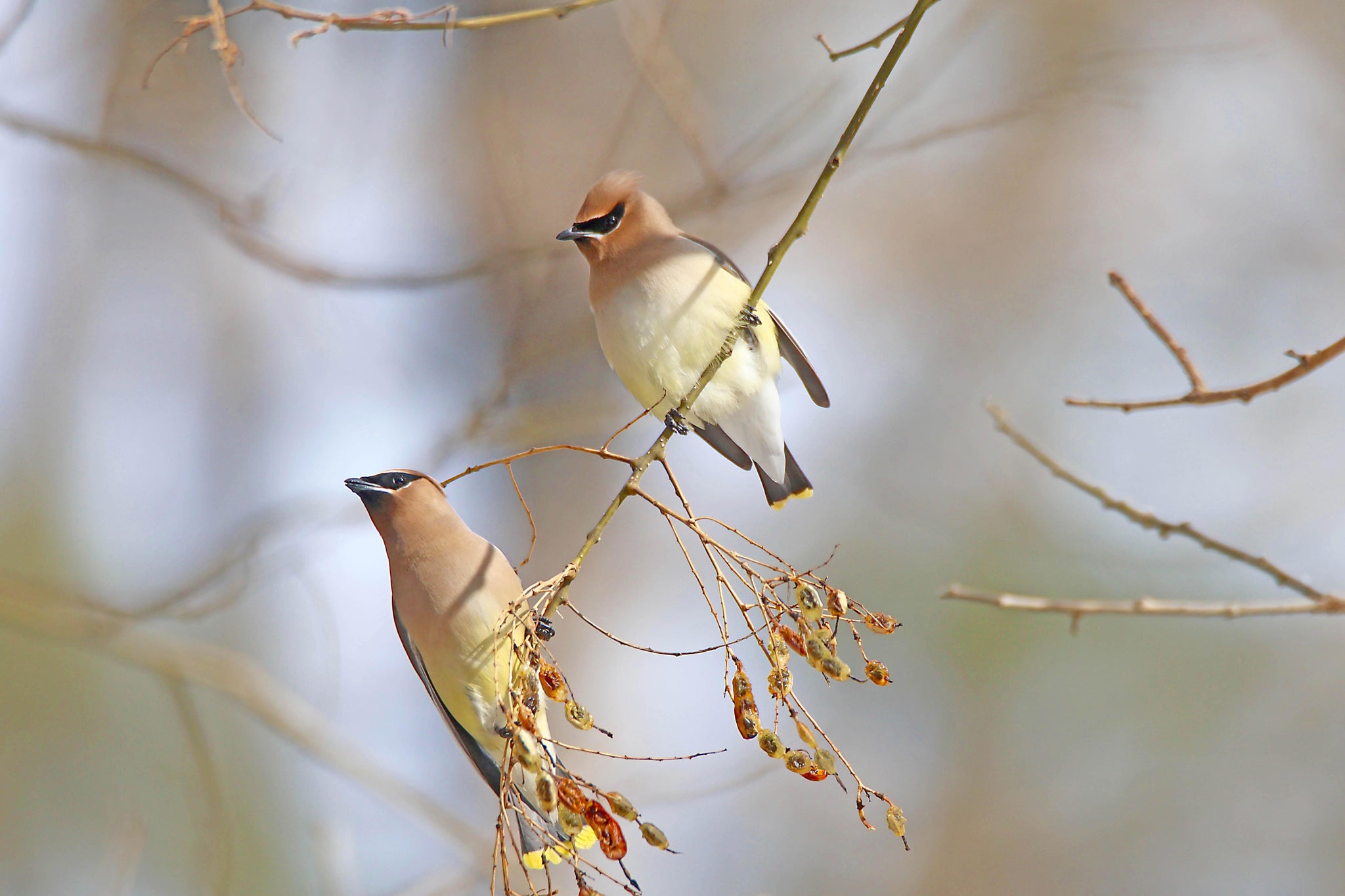 Cedar Waxwing Pair