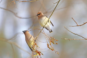 Cedar Waxwing Pair