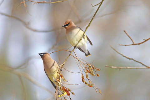 Cedar Waxwing Pair