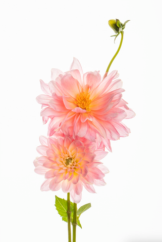 Diaphanous Dahlia