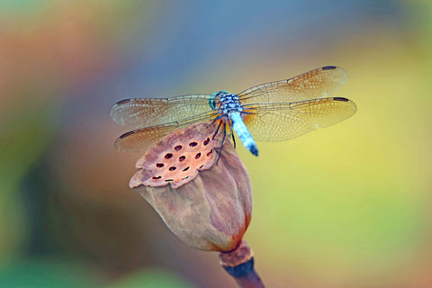 Dragonfly on Lotus Pod