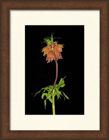 Fritillaria Imperialis