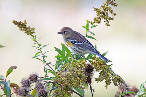 Yellow-Rumped Warbler