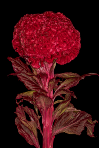 Cockscomb