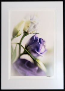 Delicate Touch