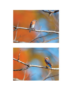 Eastern Bluebirds October Glow