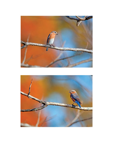 Eastern Bluebirds October Glow