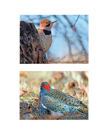 Flickers Love Fall