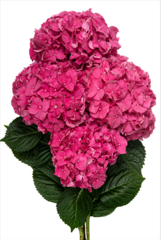 Hydrangea in Fuchsia