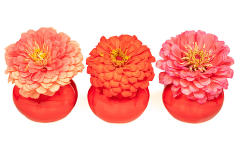 Zinnias in Tomato Pots