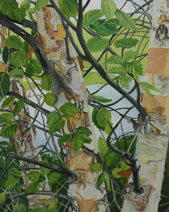 River Birch