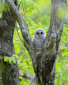 Barred Owl Fledgling #2
