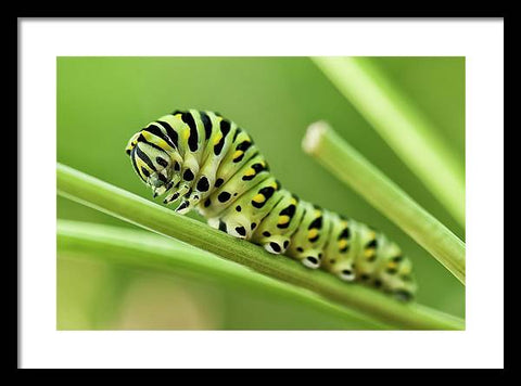 Before I became a Monarch