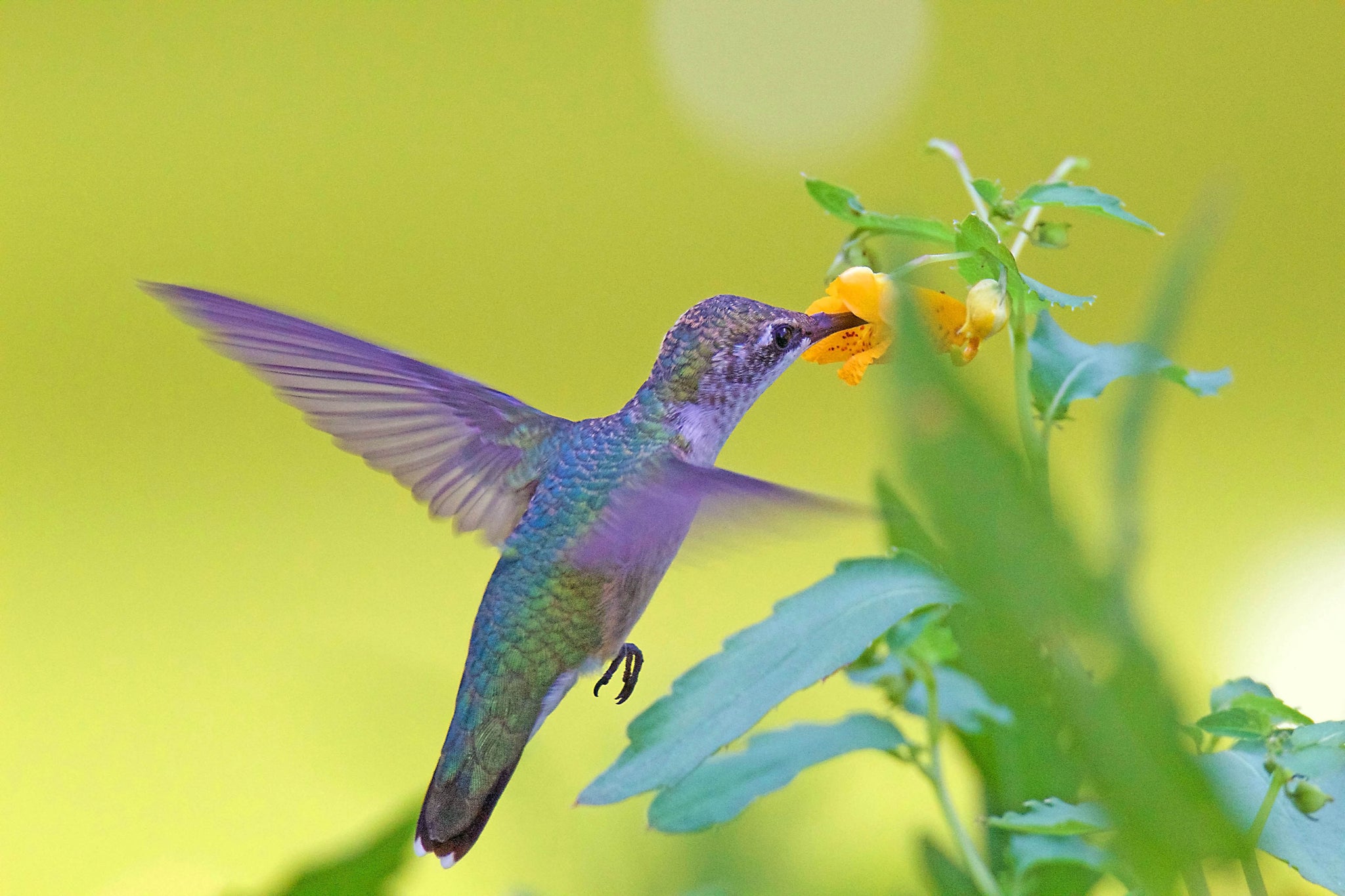 Hummingbird Hover