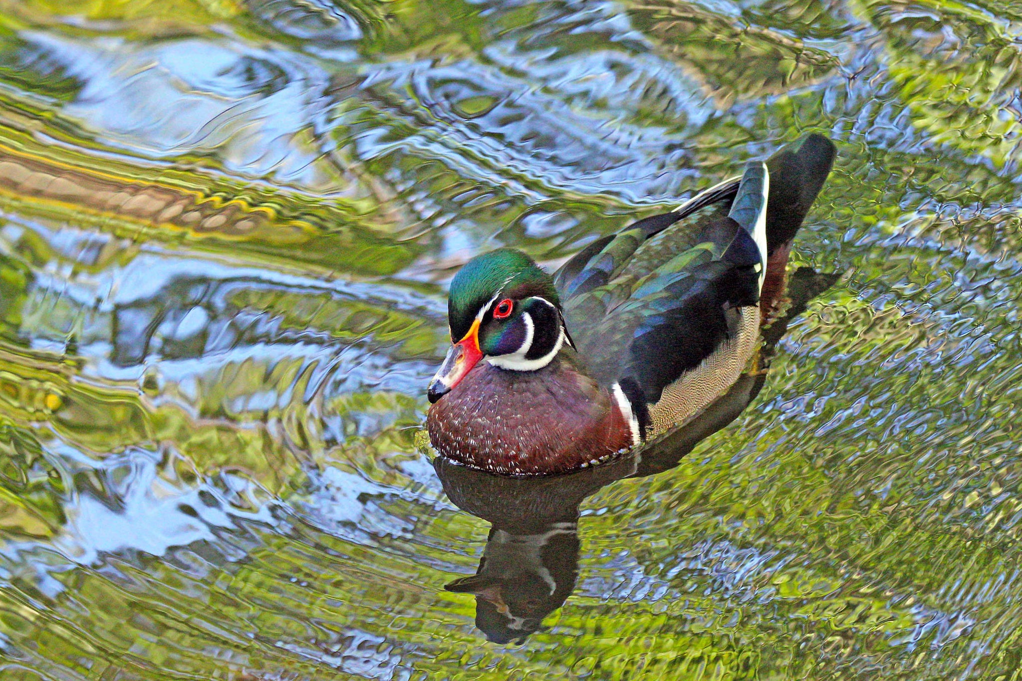 Silver Spring Wood Duck